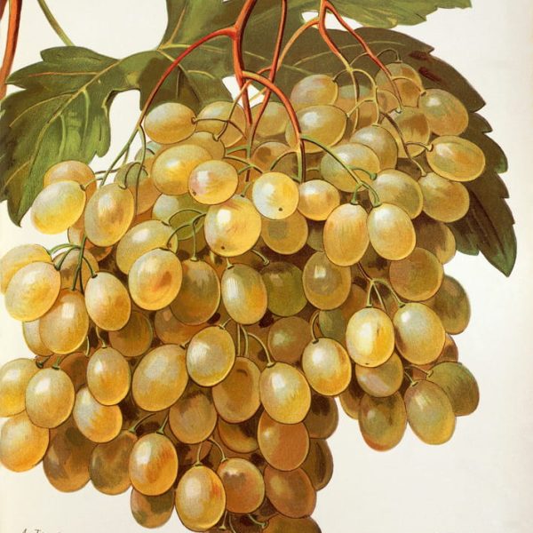 Alexis_Kreyder_-_Citronelle_grape_by_A_Kreyder_-_(MeisterDrucke-1414523)