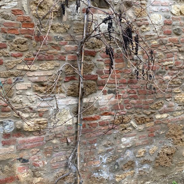 casamatta-montesantemarie-sangiovese