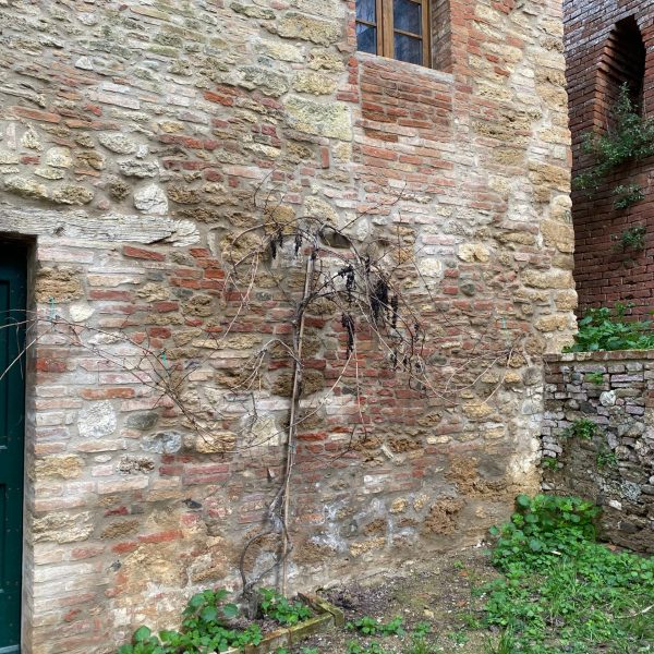 casamatta-montesantemarie-sangiovese1